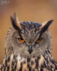 Attēlu rezultāti vaicājumam “Bubo bubo”