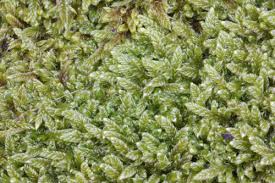 Attēlu rezultāti vaicājumam “Pleurocarpous mosses”