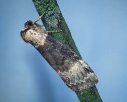 Attēlu rezultāti vaicājumam “Tetheella fluctuosa”