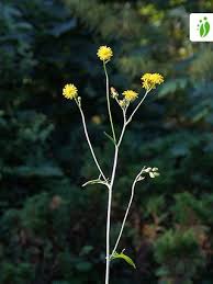 Attēlu rezultāti vaicājumam “Crepis biennis”