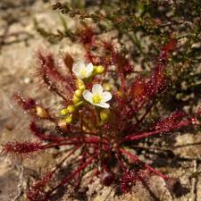Attēlu rezultāti vaicājumam “Drosera intermedia”