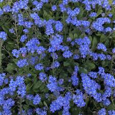 Image result for Myosotis sylvatica