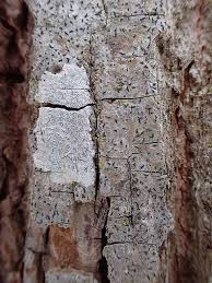 Attēlu rezultāti vaicājumam “Alyxoria varia”