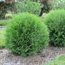 Attēlu rezultāti vaicājumam “Thuja occidentalis”