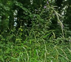 Attēlu rezultāti vaicājumam “Brachypodium sylvaticum leaf”