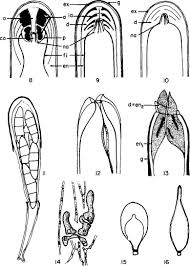 Attēlu rezultāti vaicājumam “Collema”