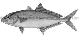 Image result for Seriola dumerili