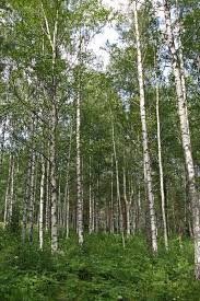 Attēlu rezultāti vaicājumam “Betula pubescens flower”