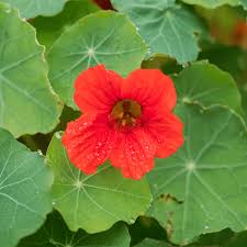 Attēlu rezultāti vaicājumam “Tropaeolum majus bud”