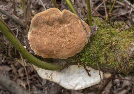 Attēlu rezultāti vaicājumam “Trametes suaveolens”