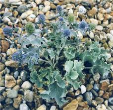 Attēlu rezultāti vaicājumam “Eryngium maritimum leaf”