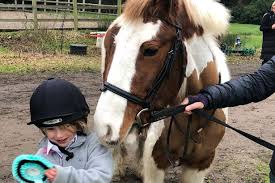 Image result for South Weylands Equestrian