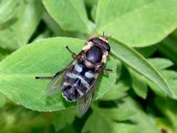 Attēlu rezultāti vaicājumam “Didea alneti”