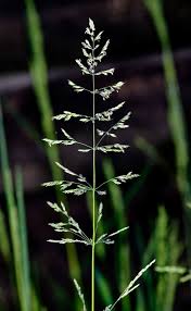 Attēlu rezultāti vaicājumam “Poa trivialis”