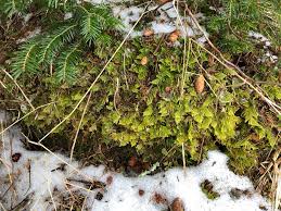 Attēlu rezultāti vaicājumam “Hypnum jutlandicum”