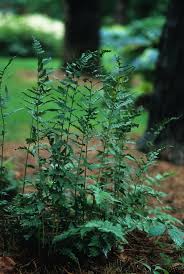 Attēlu rezultāti vaicājumam “Dryopteris cristata”