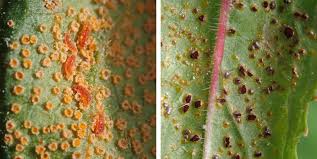 Attēlu rezultāti vaicājumam “Puccinia poarum”