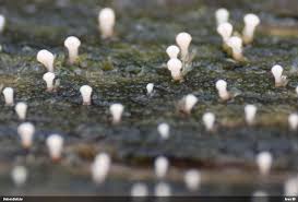 Attēlu rezultāti vaicājumam “Lamproderma puncticulatum stalked”