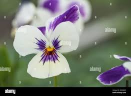 Attēlu rezultāti vaicājumam “Viola tricolor flower”