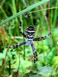 Attēlu rezultāti vaicājumam “Argiope bruennichi female”