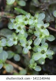 Attēlu rezultāti vaicājumam “Rhizomnium punctatum sporophyte”