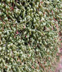 Attēlu rezultāti vaicājumam “Homalia trichomanoides sporophyte”