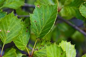 Attēlu rezultāti vaicājumam “Crataegus macracantha fruit”