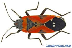 Attēlu rezultāti vaicājumam “Lygaeidae”