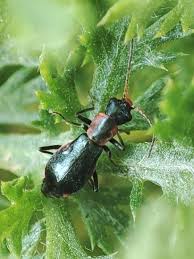 Attēlu rezultāti vaicājumam “Malachidae”