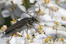 Attēlu rezultāti vaicājumam “Oedemera croceicollis”