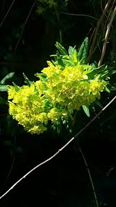 Attēlu rezultāti vaicājumam “Euphorbia palustris flower”