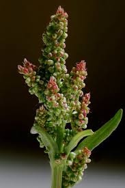 Attēlu rezultāti vaicājumam “Rumex acetosa bud”