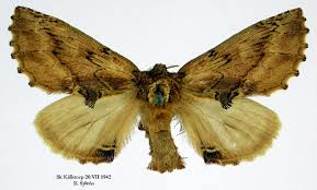 Attēlu rezultāti vaicājumam “Ptilodon capucina”