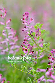 Attēlu rezultāti vaicājumam “Fumaria officinalis flower”