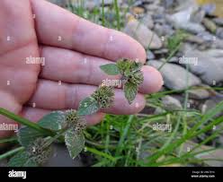 Attēlu rezultāti vaicājumam “Mentha x verticillata leaf”