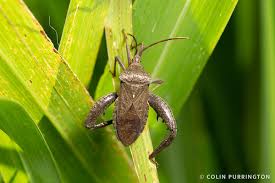 Attēlu rezultāti vaicājumam “Comatricha pulchella stalked”