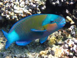 Image result for Chlorurus sordidus