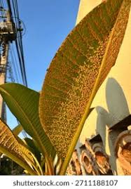 Attēlu rezultāti vaicājumam “Pucciniales”