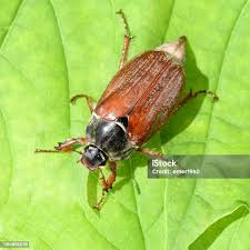 Attēlu rezultāti vaicājumam “Melolontha melolontha imago”