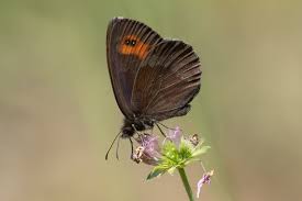Attēlu rezultāti vaicājumam “Erebia aethiops upperside”