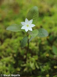 Attēlu rezultāti vaicājumam “Trientalis europaea bud”