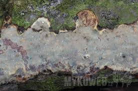 Attēlu rezultāti vaicājumam “Vuilleminia comedens”