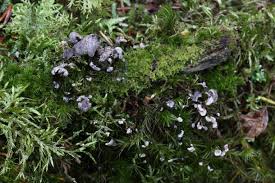 Attēlu rezultāti vaicājumam “Fuligo luteonitens”