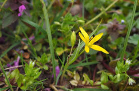 Attēlu rezultāti vaicājumam “Gagea pratensis”