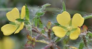 Attēlu rezultāti vaicājumam “Onagraceae”