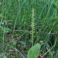 Attēlu rezultāti vaicājumam “Malaxis monophyllos leaf”