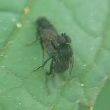 Attēlu rezultāti vaicājumam “Phoridae”