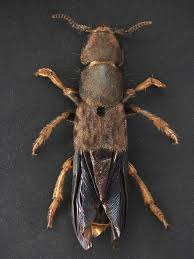 Attēlu rezultāti vaicājumam “Platydracus fulvipes”