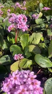Attēlu rezultāti vaicājumam “Bergenia crassifolia”