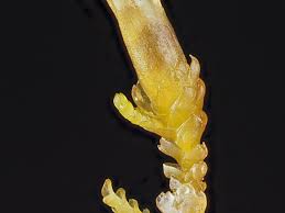 Attēlu rezultāti vaicājumam “Anastrophyllum minutum”